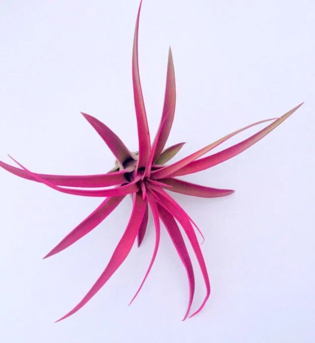 Tillandsia Mix of 3 Colored Air Plants - Pink, Purple, Red Live Plants - Image 3