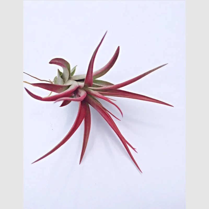 Tillandsia Mix of 3 Colored Air Plants - Pink, Purple, Red Live Plants - Image 4