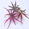 Tillandsia Mix of 3 Colored Air Plants - Pink, Purple, Red Live Plants - Image 1