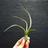 Tillandsia Pseudobaileyi Live Air Plant - 'Baylii' Indoor Houseplant, 4-8 inches - Image 1
