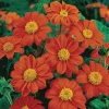 Tithonia Mexican Sunflower Live Plant Plug - Low Maintenance Beauty - Image 1