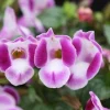 Torenia Wishbone Flower Live Plant - Blue & Deep Rose Varieties, Healthy Starter - Image 1
