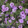 Trailing Lantana Live Starter Plant - Spreading Groundcover, Waterwise - Image 1