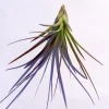 Tri-Color Air Plant Live Tillandsia - 12-16 Inch, Low Maintenance Indoor/Outdoor - Image 1