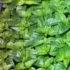 Trinidad Moruga Scorpion Live Pepper Plants - 3 Pack, Super Hot 2,000,000+ SHU - Image 1