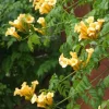 Trumpet Creeper 'Flava' Live Plant - Campsis Radicans - 3-6 Inch Starter Vine - Image 1