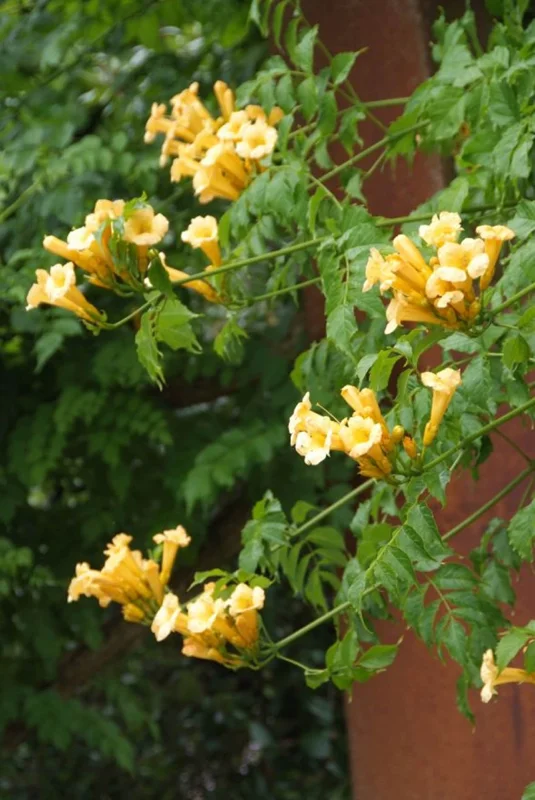 Trumpet Creeper 'Flava' Live Plant - Campsis Radicans - 3-6 Inch Starter Vine - Image 1
