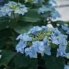 Tuff Stuff Ah-Ha Hydrangea Serrata Live Plant - 4-6 Inch Starter, Deciduous Shrub - Image 1