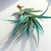 Turquoise Air Plant Live Plant - Tillandsia Terrarium Decor - 4-6 inches - Image 1
