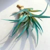Turquoise Air Plant Live Tillandsia - 4-6 inch Indoor Terrarium Plant - Image 1