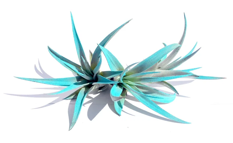 Turquoise Air Plant Mix 3 Live Plants - Tillandsia Terrarium Decor 4-6 inches - Image 2