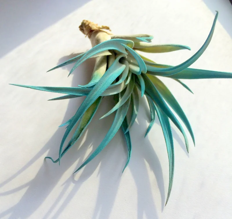 Turquoise Air Plant Mix 3 Live Plants - Tillandsia Terrarium Decor 4-6 inches - Image 3