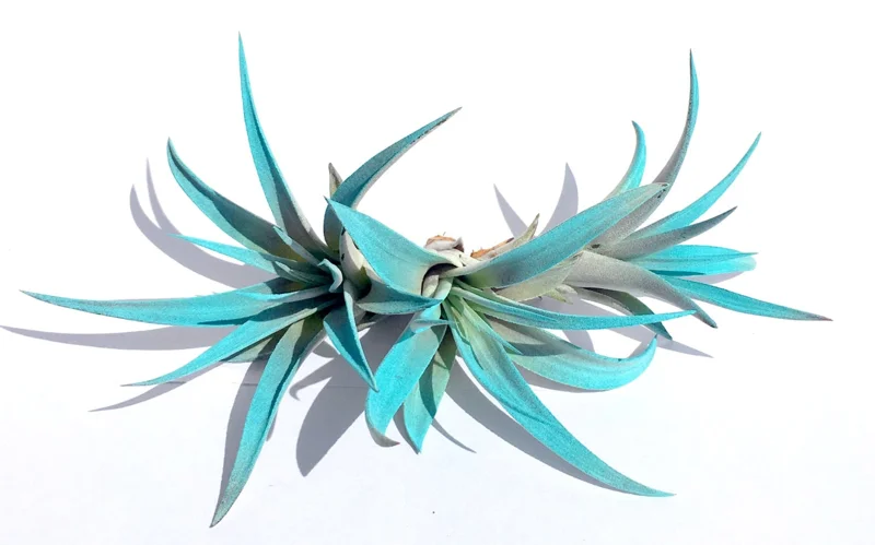 Turquoise Air Plant Mix 3 Live Plants - Tillandsia Terrarium Decor 4-6 inches - Image 1