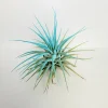 Turquoise Iona Air Plant - Live Tillandsia, 2-3 inches, Indoor Decor - Image 1