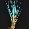 Turquoise Tillandsia Juncea Live Air Plant - Low Maintenance Terrarium Plant, 4-7 inch - Image 1