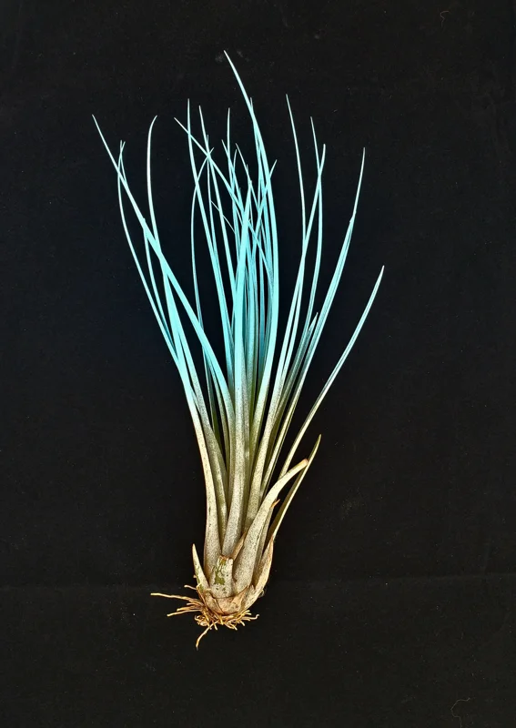 Turquoise Tillandsia Juncea Live Air Plant - Low Maintenance Terrarium Plant, 4-7 inch - Image 1