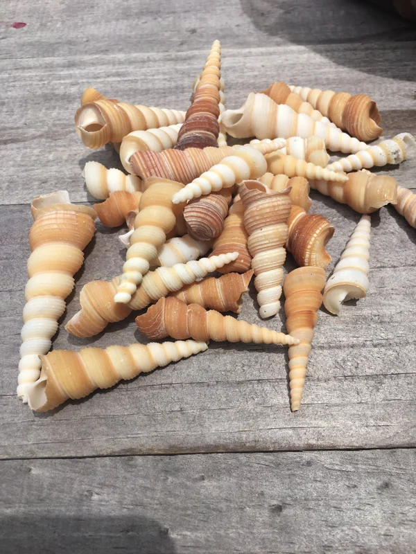 Turritella Seashells Assorted Sizes 1-3 inch - Bulk for Crafting & Decor - Image 1