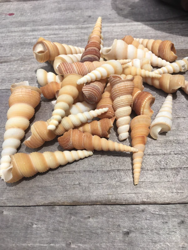 Turritella Seashells - Unicorn Horn Shells, Assorted Sizes, Set of 15 for Decor & Crafts - Image 2
