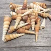 Turritella Seashells - Unicorn Horn Shells, Assorted Sizes, Set of 15 for Decor & Crafts - Image 1