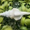 Undatus Sea Shell - Natural Beach Decor, Air Plant Holder - 5 Inches & Up - Image 1