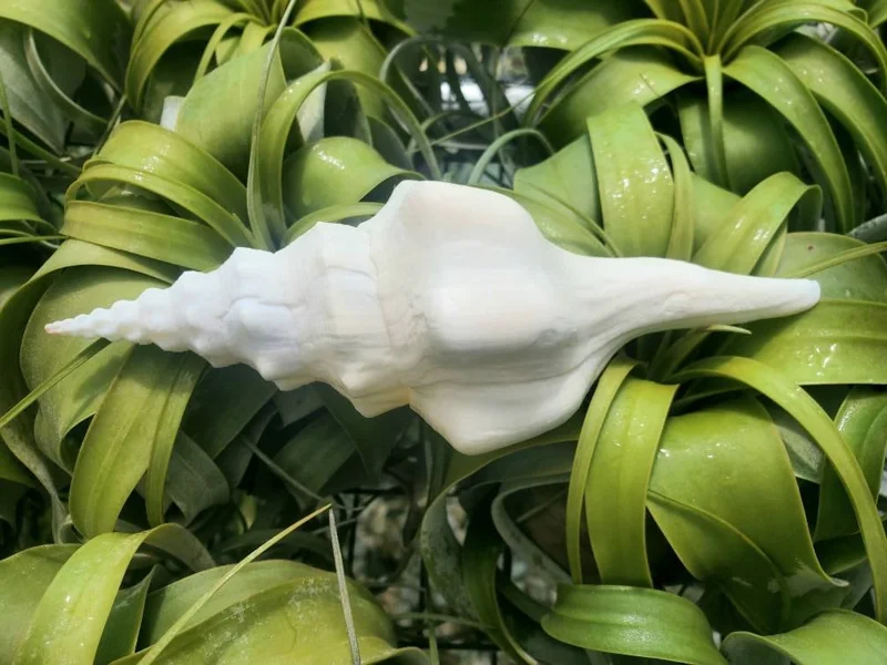 Undatus Sea Shell - Natural Beach Decor, Air Plant Holder - 5 Inches & Up - Image 1