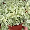 Variegated Dischidia Cascade Live Plant - Trailing Succulent in 3 Inch Pot - Image 1