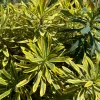 Variegated Euphorbia Ascot Rainbow Live Plant – Perennial – Starter Plant - Image 1