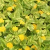 Variegated Lantana Samantha Live Plant, Yellow Flowers, Pollinator Garden Starter - Image 1