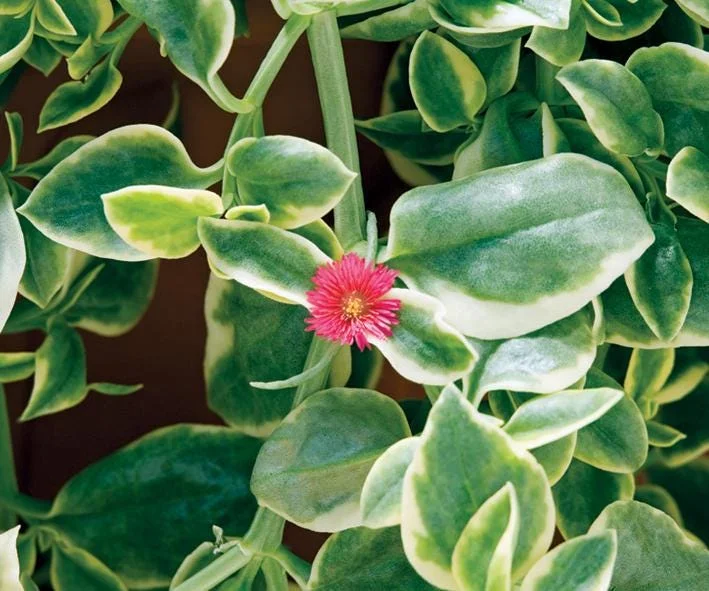 Variegated Mezoo Trailing Red Living Stone Daisy Live Plant – 4 inch Pot – Indoor/Outdoor - Image 2