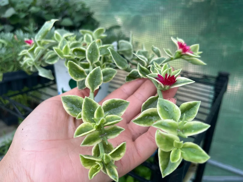 Variegated Mezoo Trailing Red Living Stone Daisy Live Plant – 4 inch Pot – Indoor/Outdoor - Image 3