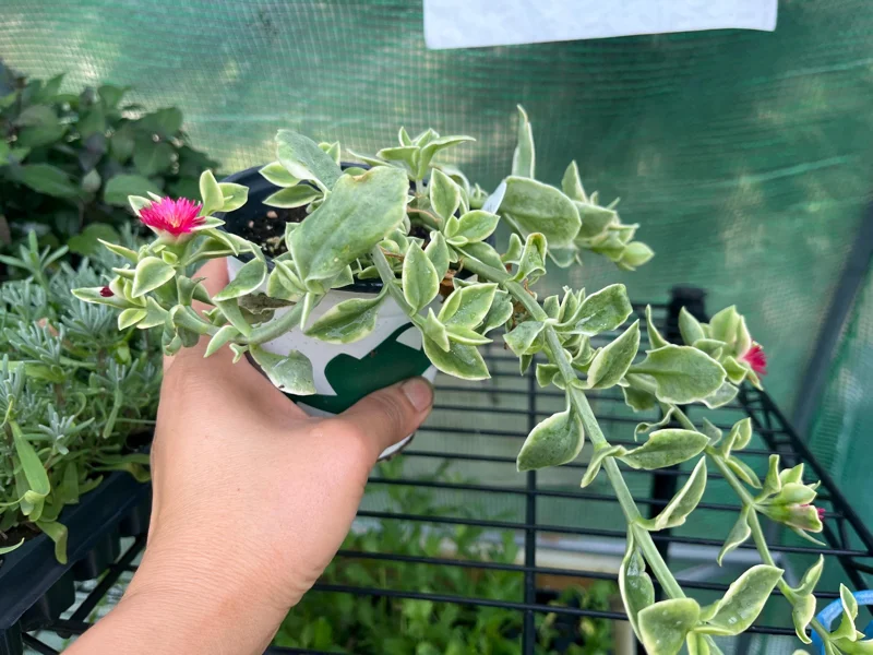 Variegated Mezoo Trailing Red Living Stone Daisy Live Plant – 4 inch Pot – Indoor/Outdoor - Image 6
