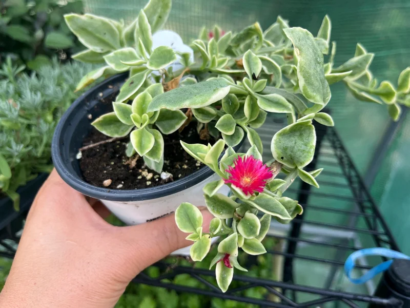 Variegated Mezoo Trailing Red Living Stone Daisy Live Plant – 4 inch Pot – Indoor/Outdoor - Image 7