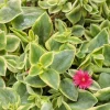Variegated Mezoo Trailing Red Living Stone Daisy Live Plant – 4 inch Pot – Indoor/Outdoor - Image 1