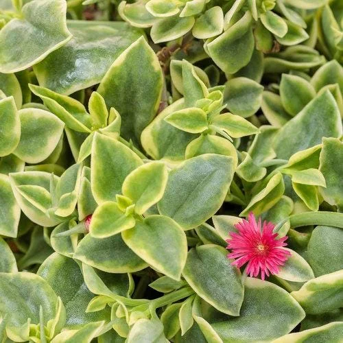 Variegated Mezoo Trailing Red Living Stone Daisy Live Plant – 4 inch Pot – Indoor/Outdoor - Image 1