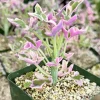 Variegated Senecio Articulatus Live Plant – Rare Succulent – 4 Inch Pot – Indoor - Image 1