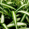 Variegated Spider Plant (Chlorophytum) Live Houseplant - Easy Care Indoor Plant - Image 1