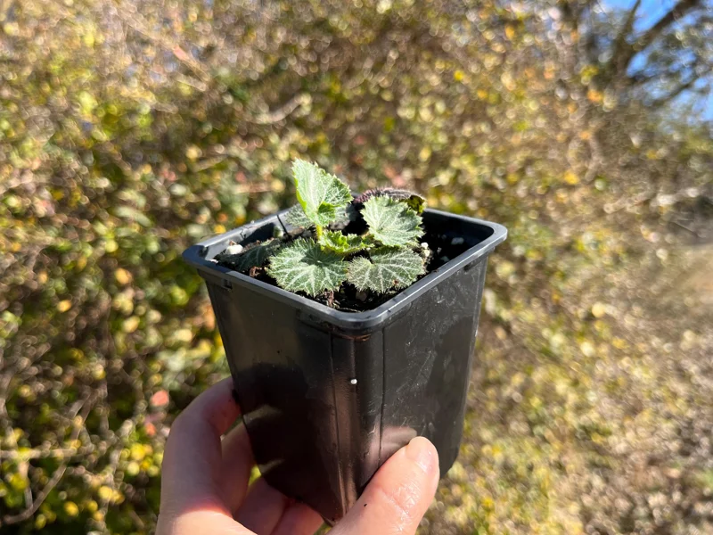 Variegated Strawberry Begonia Live Plant - 3 1/4" Pot - Indoor/Outdoor Ground Cover - Image 2