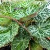 Variegated Strawberry Begonia Live Plant - 3 1/4" Pot - Indoor/Outdoor Ground Cover - Image 1