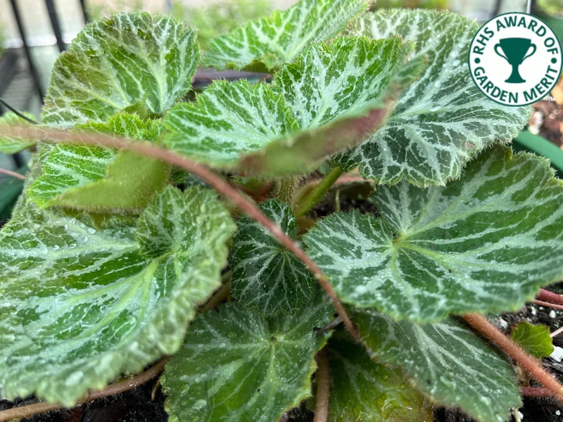 Variegated Strawberry Begonia Live Plant - 3 1/4" Pot - Indoor/Outdoor Ground Cover - Image 1