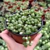 Variegated String of Pearls Live Trailing Succulent Plant 2-6 inch Pot Indoor - Image 1