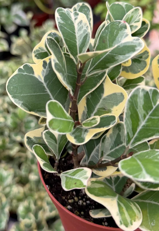 Variegated Triangle Fig Live Plant - Ficus Triangularis Variegata, Heart Plant, 4 Inch Pot, Indoor - Image 2