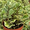 Variegated Triangle Fig Live Plant - Ficus Triangularis Variegata, Heart Plant, 4 Inch Pot, Indoor - Image 1