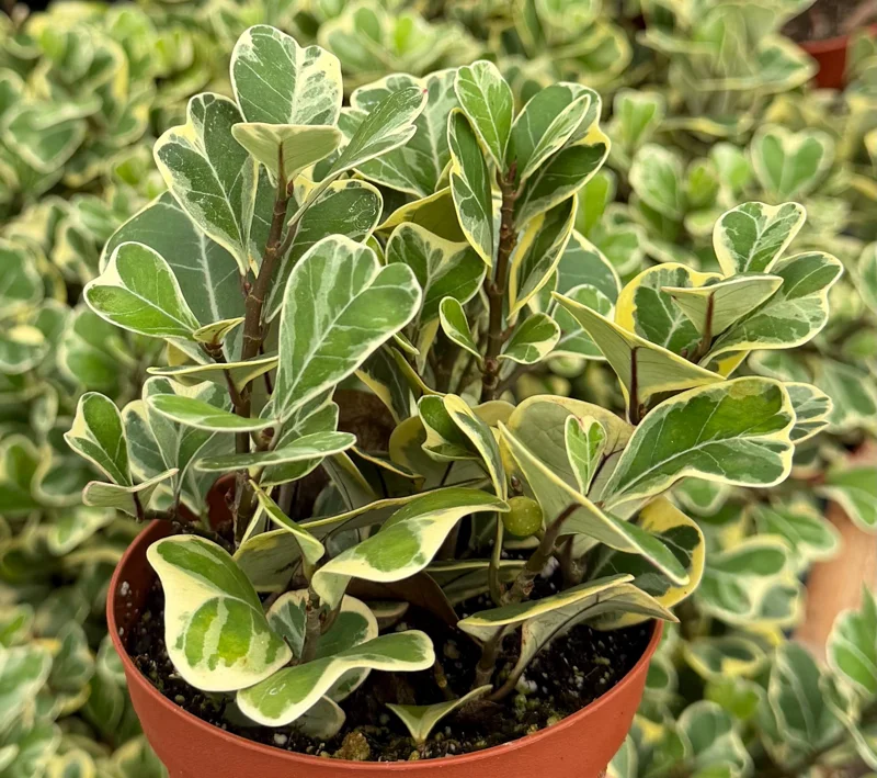 Variegated Triangle Fig Live Plant - Ficus Triangularis Variegata, Heart Plant, 4 Inch Pot, Indoor - Image 1