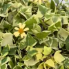 Variegated Wax Ivy Live Plant - Trailing Houseplant for Indoor Decor - 4"/6" Pot - Image 1