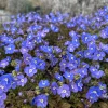 Veronica Georgia Blue Live Plant - Evergreen Groundcover for Gardens & Rockeries, Blue Flowers, Zone 5-8 - Image 1