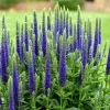 Veronica Speedwell Live Plant - Well-Rooted Plug - Long-Blooming Perennial for Pollinator Garden - Image 1