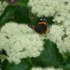 Viburnum Dentatum 'Chicago Lustre' Live Plant – 5-7 Inch Starter Shrub - Image 1