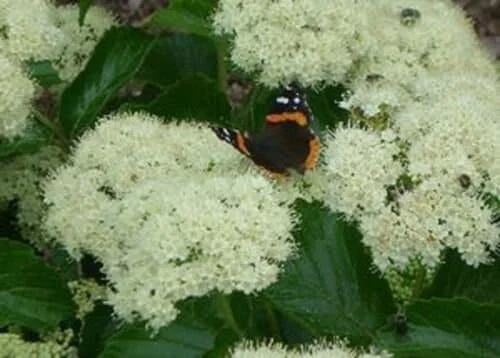 Viburnum Dentatum 'Chicago Lustre' Live Plant – 5-7 Inch Starter Shrub - Image 1
