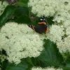 Viburnum Dentatum 'Deamii' Live Starter Plant - White Flowers, Blue Berries, 7 Inch - Image 1