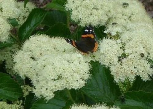 Viburnum Dentatum 'Deamii' Live Starter Plant - White Flowers, Blue Berries, 7 Inch - Image 1